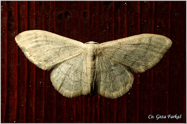 68_ riband_wave.jpg - Riband Wave, Idaea aversata, Mesto - Location: Tara, Serbia